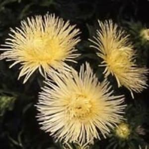 May include: Three yellow aster flowers with long, thin petals. The flowers are in bloom and have a delicate, feathery appearance.