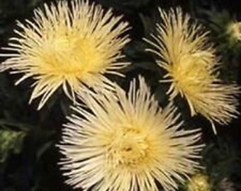 30+ Yellow Aster Flower Seeds / Tall / Needle Unicorn / Self-Seeding Annual