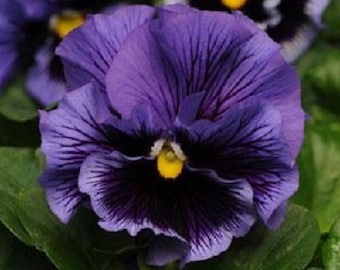 30+ Blue Frizzle Sizzle Ruffled Pansy / Flower Seeds