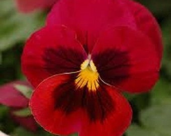 25+ Red Tri-Color Viola / Shade Loving / Perennial / Flower Seeds.