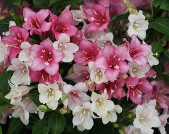 75+ WEIGELA SHRUB Flower Seeds / 3 Colors in 1 Perennial Bush / Long Lasing Blooms