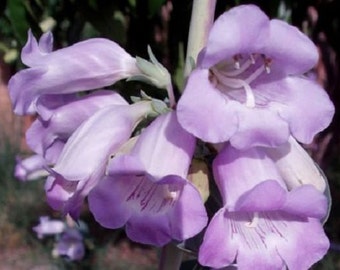 50+ Penstemon Purple Beard Tongue Grandiflorus / Perennial Flower Seeds