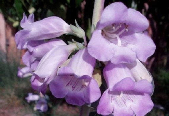 Sensation mix PENSTEMON 1200 seeds PERENNIAL FLOWER BEARDTONGUE
