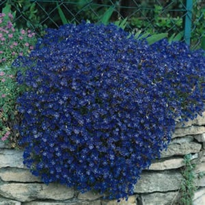 50 Bright Blue Rock Cress  AUBRIETA FLOWER SEEDS / Evergreen Perennial / Deer Resistant