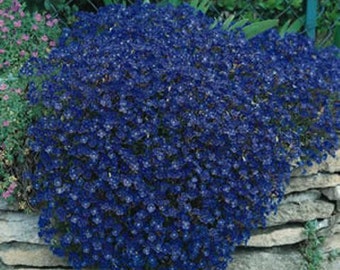 50 Bright Blue Rock Cress  AUBRIETA FLOWER SEEDS / Evergreen Perennial / Deer Resistant