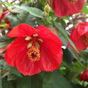 Può includere: Primo piano di fiori rosso vivo con stami prominenti, su uno sfondo di foglie e boccioli verdi. I petali sono aperti, rivelando i dettagli intricati del fiore. L'immagine cattura la bellezza naturale della pianta.
