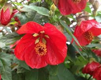 30+ Abutilon Rojo / Autosembrado Anual / Semillas de Flores.