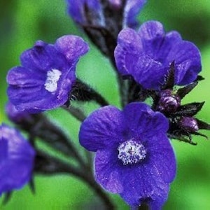 30+ BLUE ANCHUSA Flower Seeds  Deer and Rabbit Resistant, Drought Tolerant Perennial