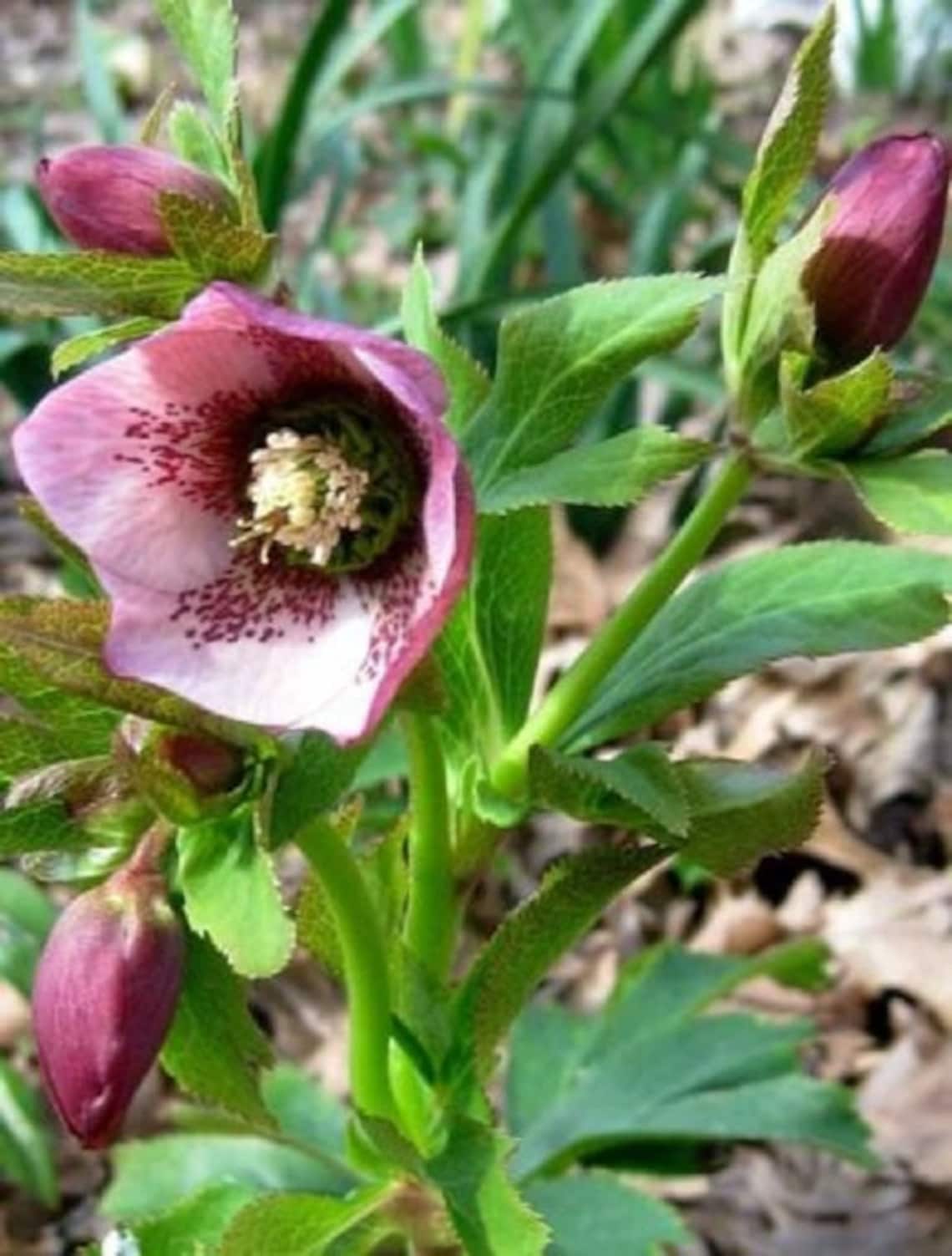 15 Rose Christmas Rose Helleboris / Perennial Flower Seeds Etsy