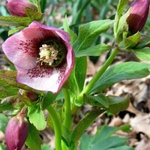 15+ Rose Christmas Rose Helleborus / Perennial Flower Seeds