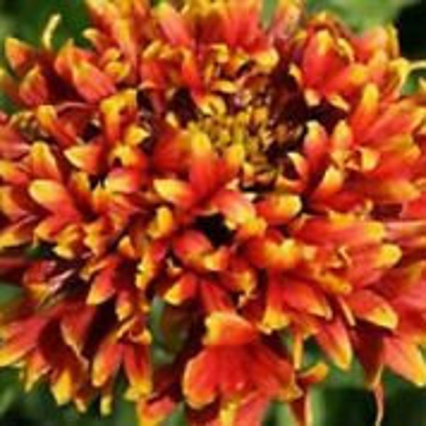 30+ Gaillardia Bi-Color Sundance Flower Seeds / Rarely Offered Perennial