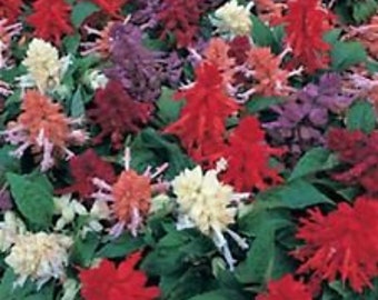 40+ SALVIA SIZZLER MIX Flower Seeds / Perennial , Deer, Drought Tolerant Sage