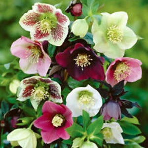 15+ Helleborus Christmas Rose Flower Seeds Mix / Winter Blooming Perennial