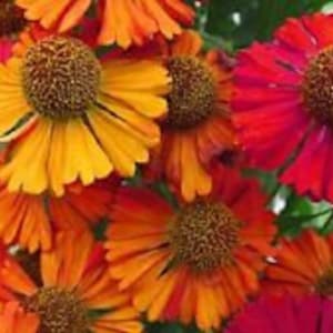 May include: Close-up of a cluster of vibrant orange, red, and yellow flowers with brown centers. The flowers have a daisy-like appearance with multiple petals.