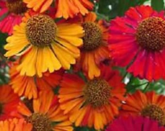 40+ Mieszanka nasion kwiatów wieloletnich Helenium Autumnale Helena *