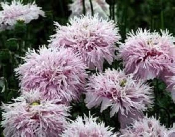 Tilbageholdelse backup Portico 35 Lilac Pom Pom Somniferum Poppy Papaver / Perennial Flower | Etsy