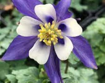 25+ Aquilegia Columbine Heavenly Blue And White Flower Seeds / Perennial