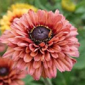 Más de 30 semillas de flores RUDBECKIA SAHARA / semillas de flores perennes de larga duración