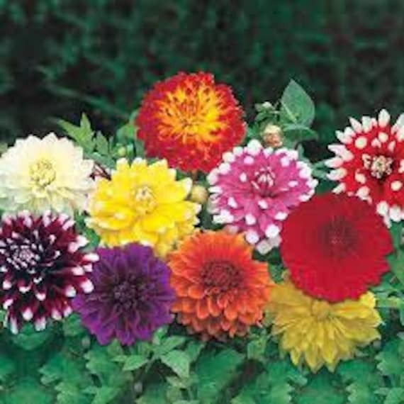 20 Dinner Plate Dahlia Mix / Annual / Flower Seeds. Etsy