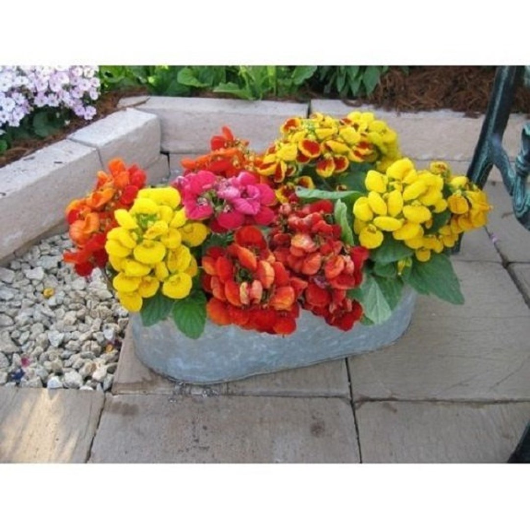 25 Calceloria Dainty Mix / Slipper Plant Pocketbook Plant / Flower