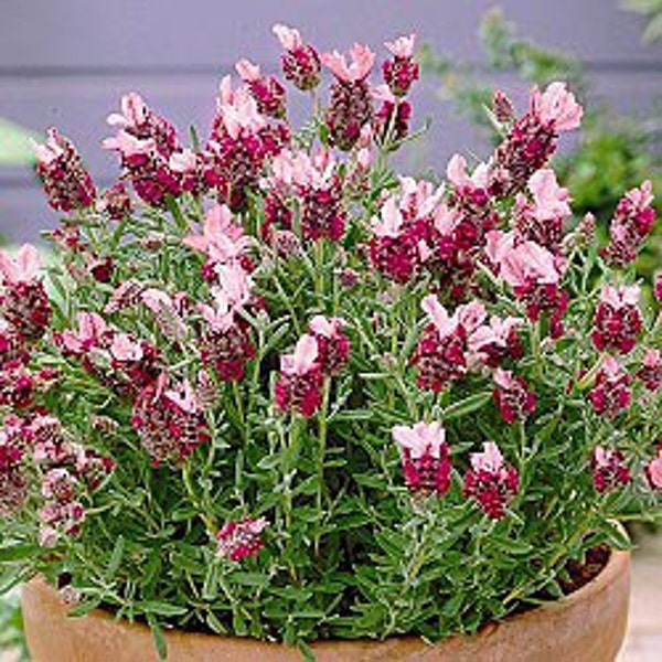 30+ Lavendula RED LAVENDER Flower Seeds / Easy to Grow Perennial