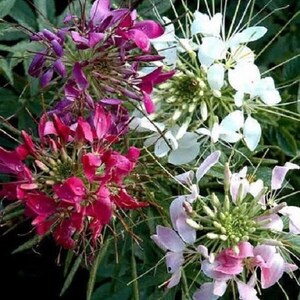 Puede incluir: Primer plano de varias flores de araña en tonos rosa, morado y blanco. Las flores tienen delicados pétalos con forma de araña y están agrupadas. El follaje verde proporciona un telón de fondo para las coloridas flores.