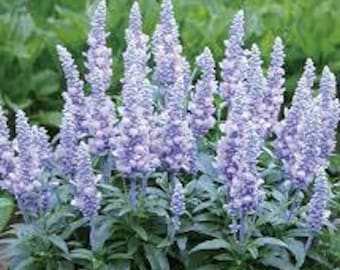 40+ SALVIA SILVERY BLUE Strata Flower Seeds / Perennial / Deer, Drought Tolerant