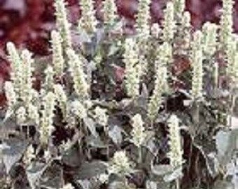 50+ White Agasthache Hyssop / Long Lasting Perennial Flower Seeds