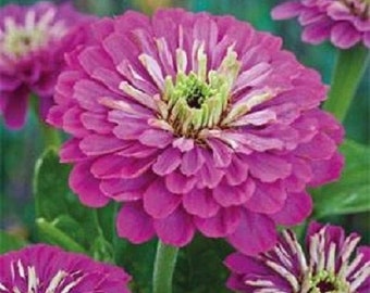 50+ LAVENDER COLORED Zinnia / Long-Lasting Annual Flower Seeds
