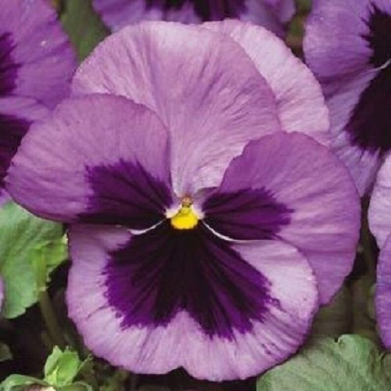 35 Ocean Matrix Pansy / Flower Seeds image 1