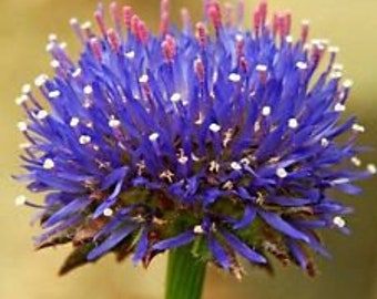 40+ Jasione Blue Light Flower Seeds / Scabiosa Pincushion/ Perennial