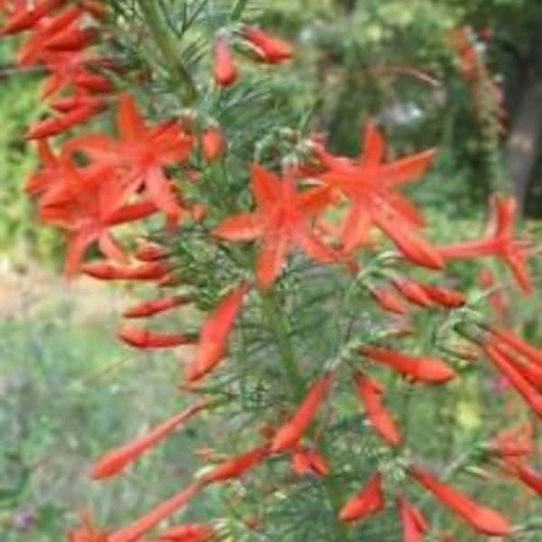 40+ Red Standing Cypress Texas Plume Flower Seeds/Disease & Pest Resistant