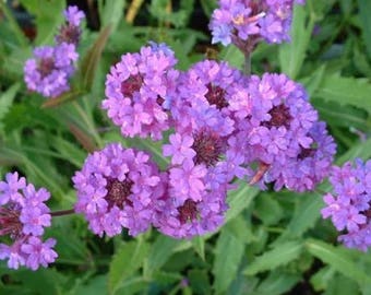 50+ Verbena Vervain Softest Purple Perennial Flower Seeds  Deer Resistant