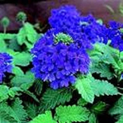35 Verbena Blue Lagoon Perennial Flower Seeds Deer Resistant Etsy