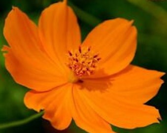 35+ Cosmos Cosmic Orange Flower Seeds / Drought Tolerant