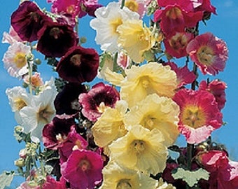 35 Old Fashioned Giant Single Hollyhock Mix Flower Seeds / Perennial