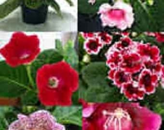 25+ Gloxinia Empress Mix / Flower Seeds