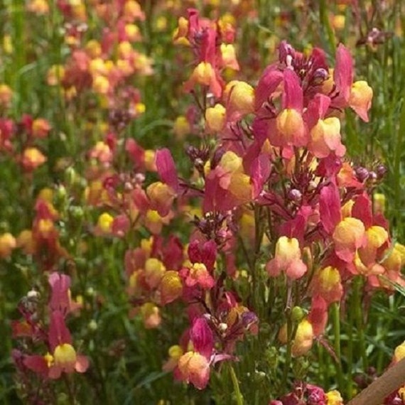 Self-Seeding Annual Linaria Licilia Azure Flower Seeds 40