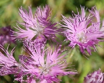 May include: Close-up of several pink fringed flowers with a blurred green background. The flowers have multiple thin, delicate petals, creating a textured appearance. The image is well-lit, highlighting the details of the blooms.