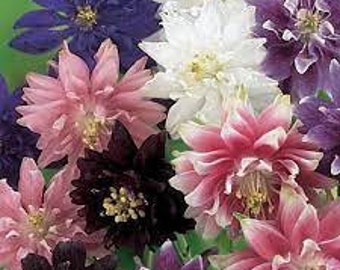 25+ Aquilegia Columbine Barlow Flower Seeds Mix / Perennial