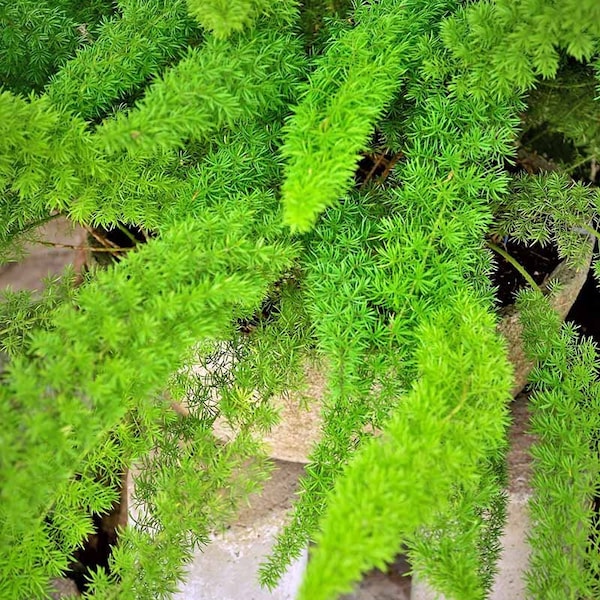 Asparagus Fern Etsy