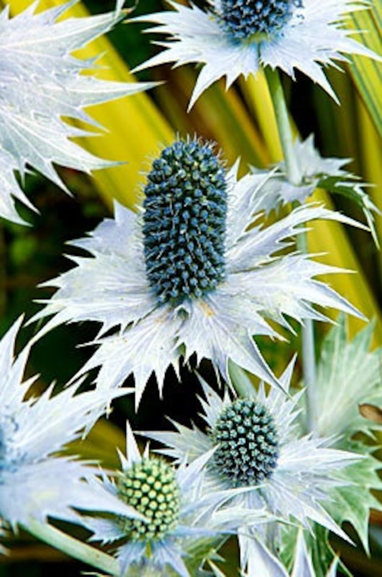 30 Eryngium Alpine Blue SEA HOLLY Flower Seeds /long Lasting Etsy