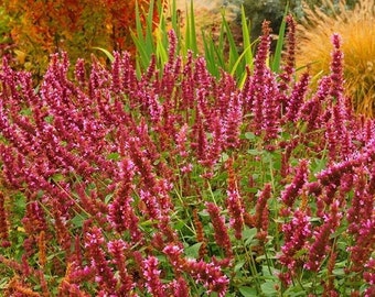 Red Hyssop Agasthache / Perennial Flower Seeds