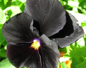 May include: A single black pansy flower with a yellow center and purple accents. The flower is in focus and the background is blurred.