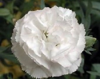30+ White Grenadin Carnation Dianthus / Perennial Flower Seeds