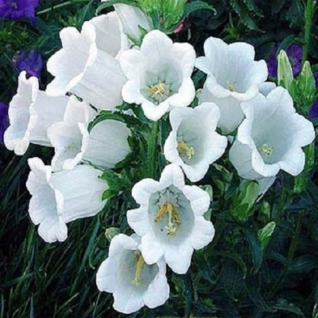 50 Campanula Pure White Heirloom Canterbury Bells / Perennial Flower