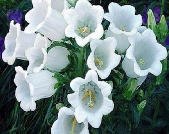 50 + campanula zuivere witte Heirloom Canterbury klokken / meerjarige bloem zaden