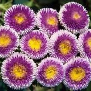 30+ Light Blue Pompon Aster Perennial Flower Seeds