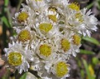 100+ New Snow Anaphalis / Perennial Flower Seeds