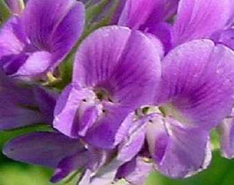 100+ Alfalfa Purple Medicago Sativa / Ground Cover Perennial Flower Seeds